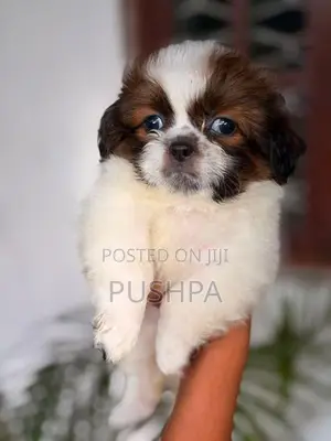 Shih Tzu Puppy
