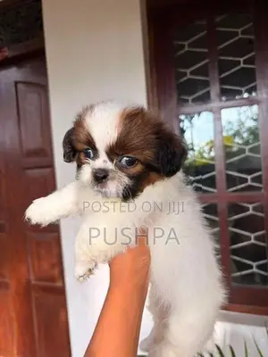 Shih Tzu Puppy