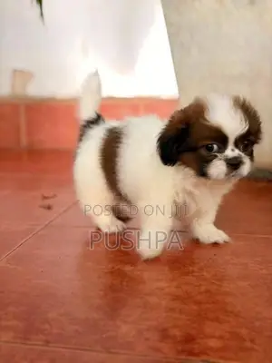 Shih Tzu Puppy