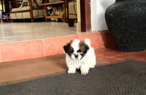 Shih Tzu Puppy