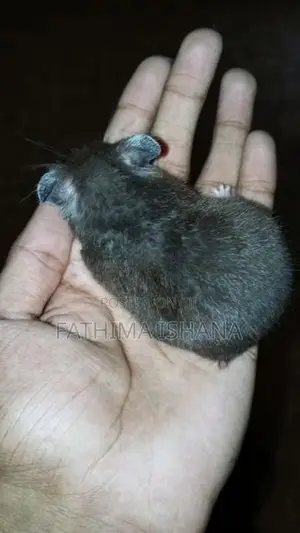 Hamster