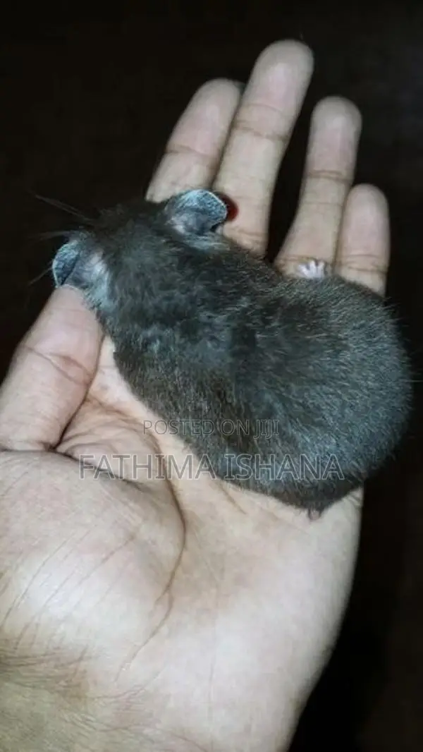 Hamster