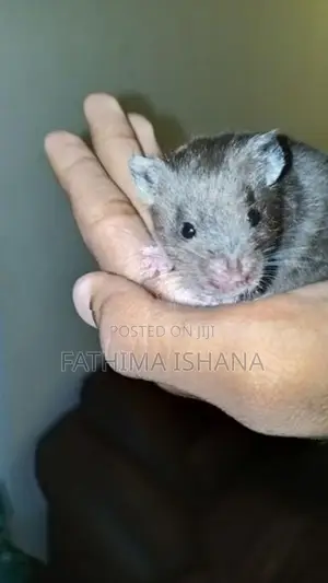 Hamster
