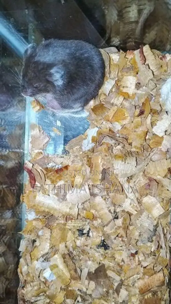 Hamster