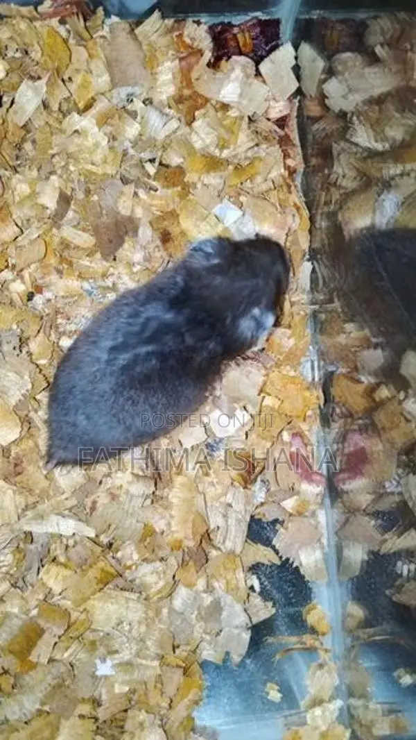 Hamster