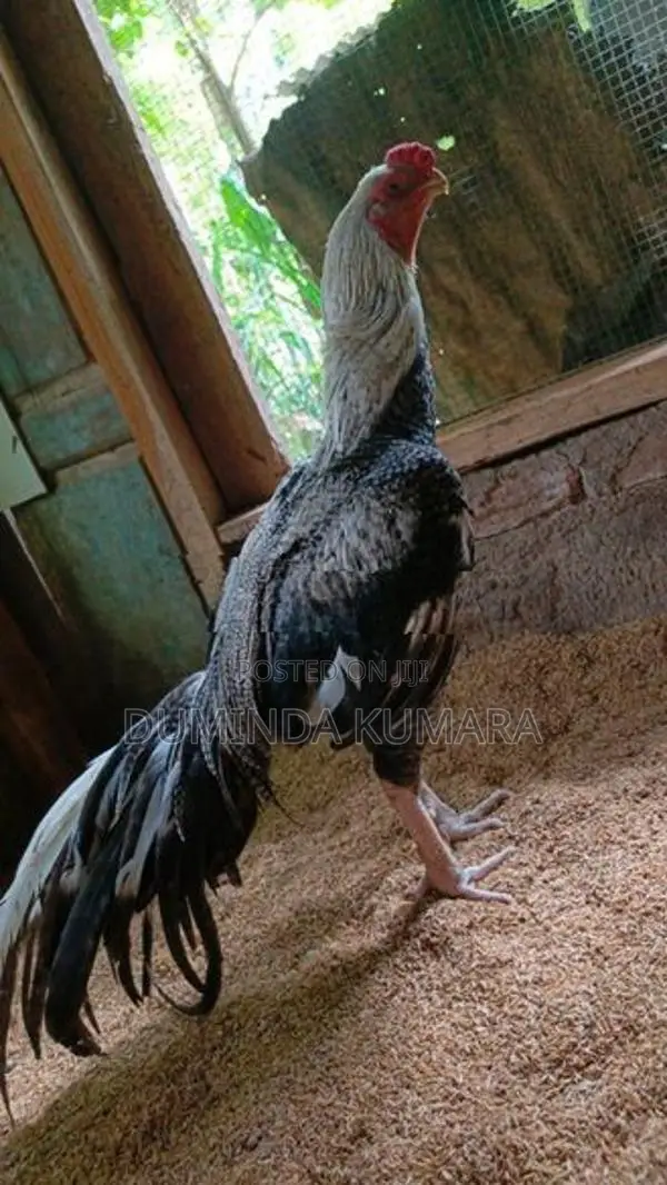 Longtail Kukulek