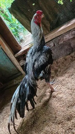 Longtail Kukulek