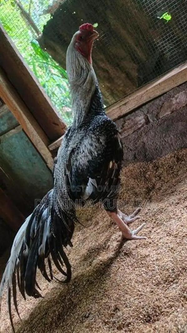 Longtail Kukulek