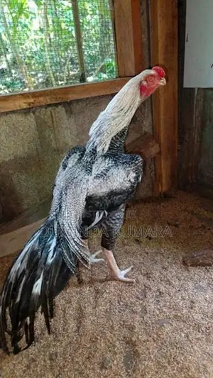 Longtail Kukulek