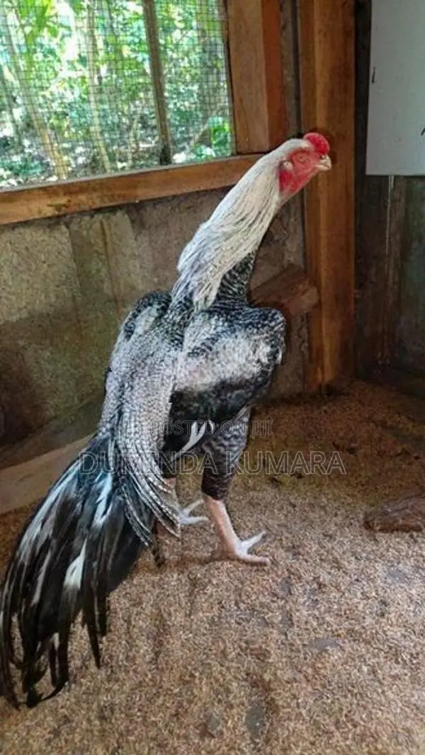Longtail Kukulek