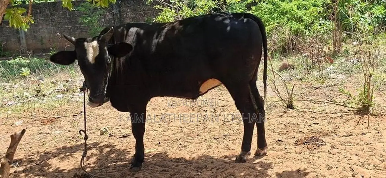 Farm Cow