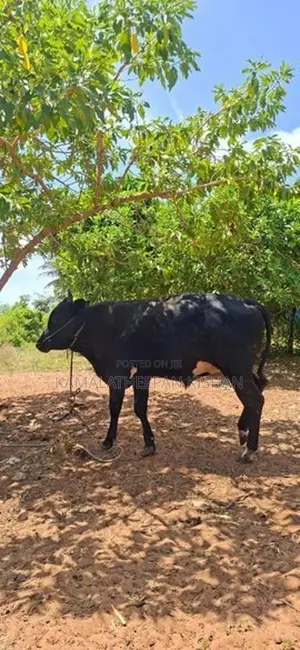 Farm Cow