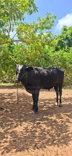 Farm Cow