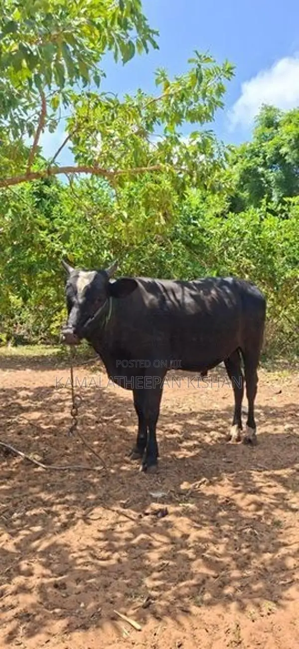 Farm Cow