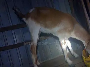 மறி ஆடு