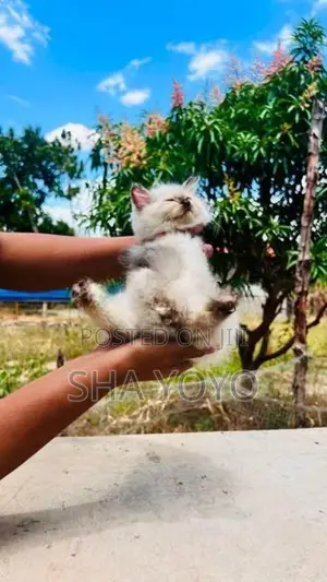 Triple coated Perisan Cat
