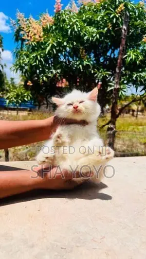 Triple coated Perisan Cat