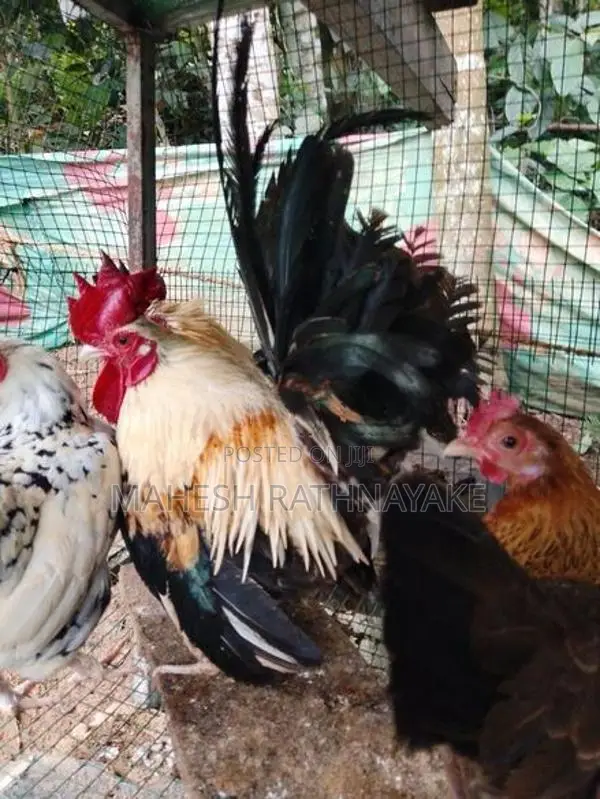 mema සතුන්ගේ පැටවු විකිණීමට ඇත