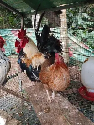 mema සතුන්ගේ පැටවු විකිණීමට ඇත