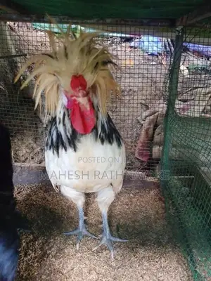 mema සතුන්ගේ පැටවු විකිණීමට ඇත
