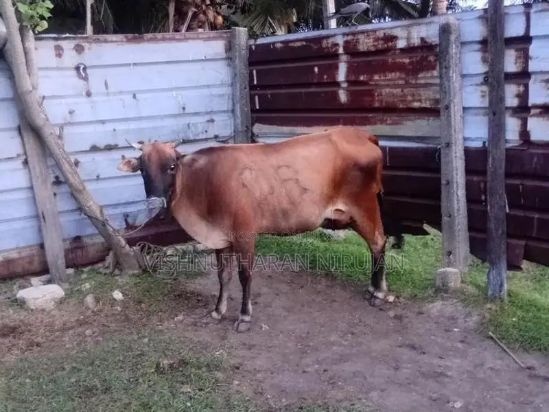 Farm Cow