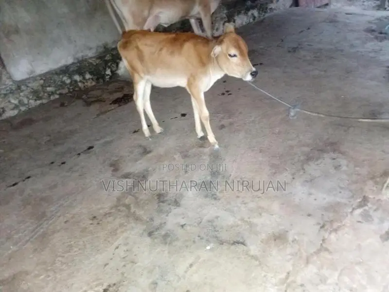 Farm Cow