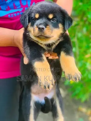 Rottweiler Puppies