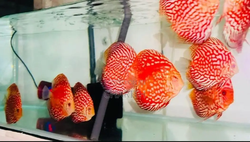 Discus Fish