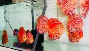 Discus Fish