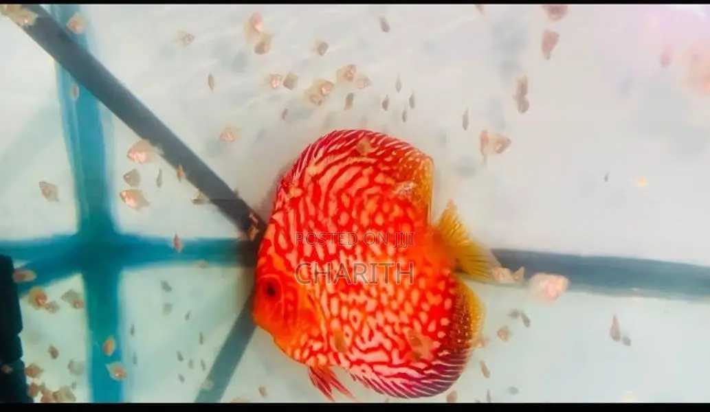 Discus Fish