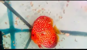 Discus Fish