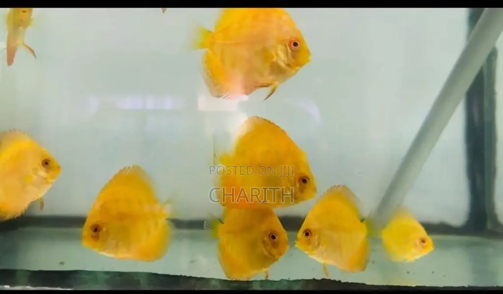 Discus Fish