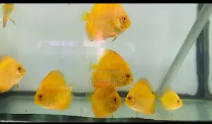 Discus Fish
