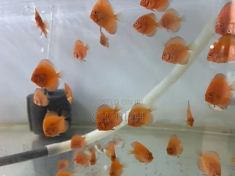 Discus Fish