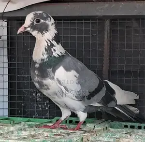 Pigeon
