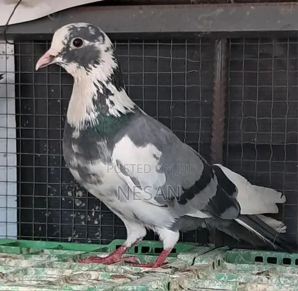 Pigeon