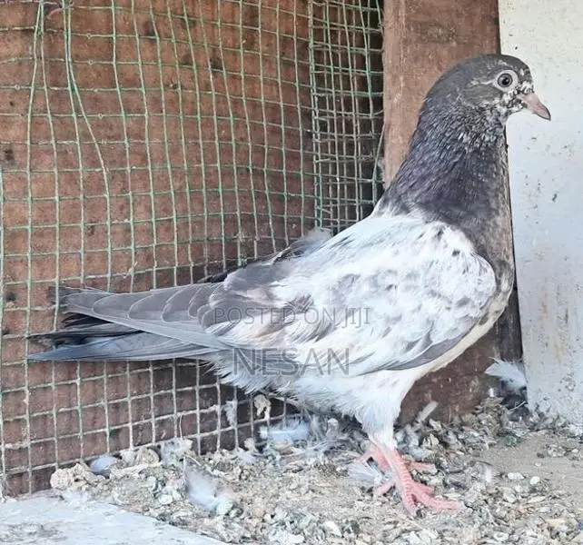 Pigeon