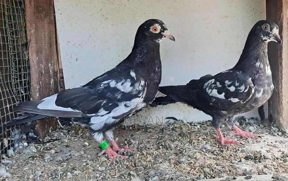 Pigeon