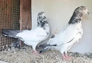 Pigeon