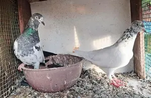 Pigeon