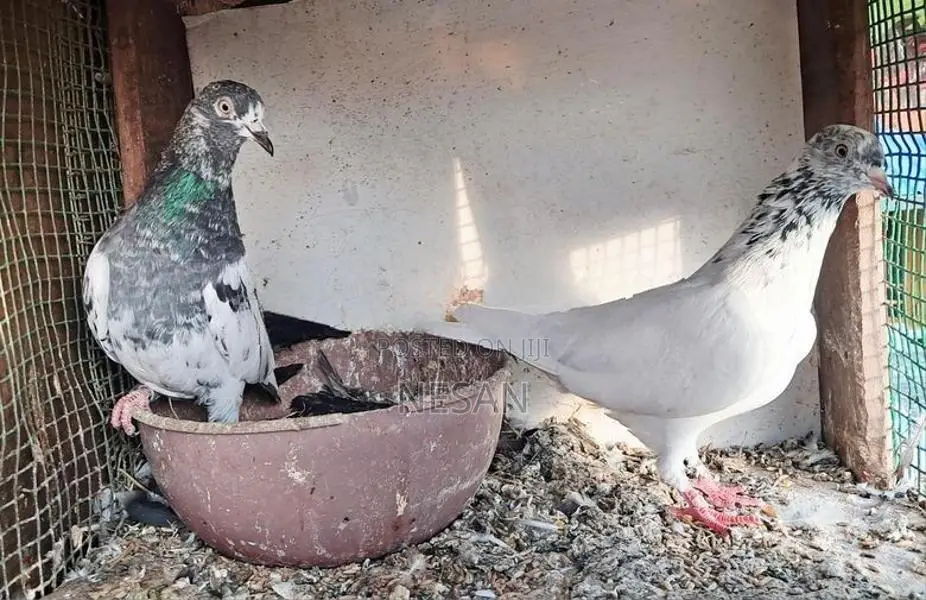 Pigeon