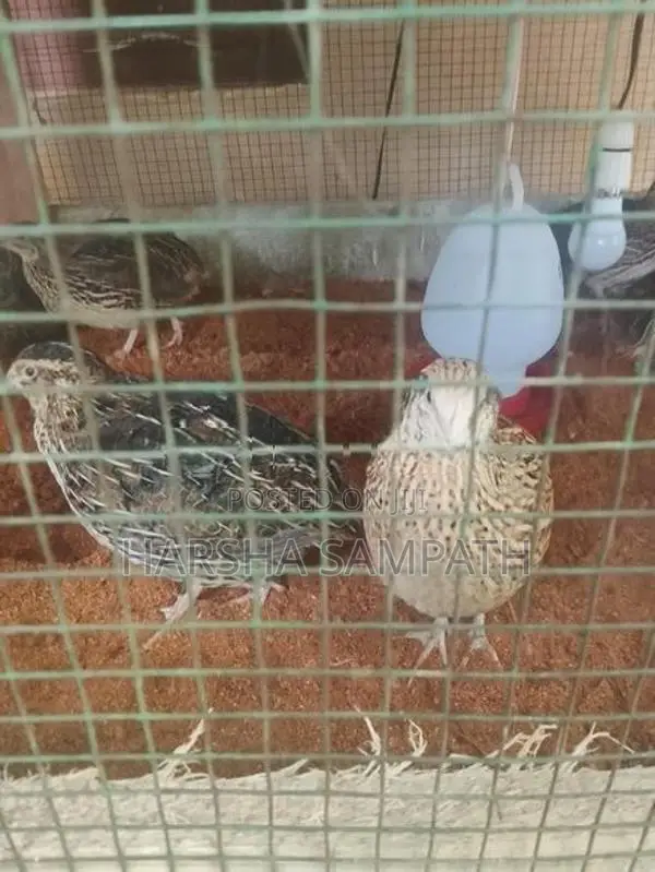 Wathu Koli