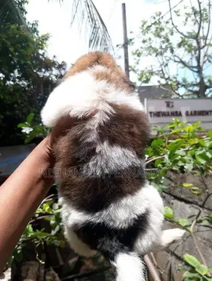 Shih Tzu Puppies