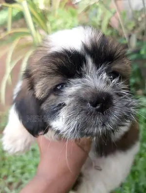 Shih Tzu Puppies