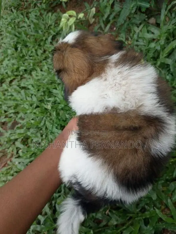 Shih Tzu Puppies