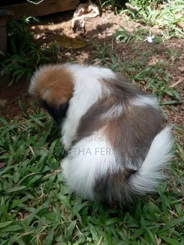 Shih Tzu Puppies
