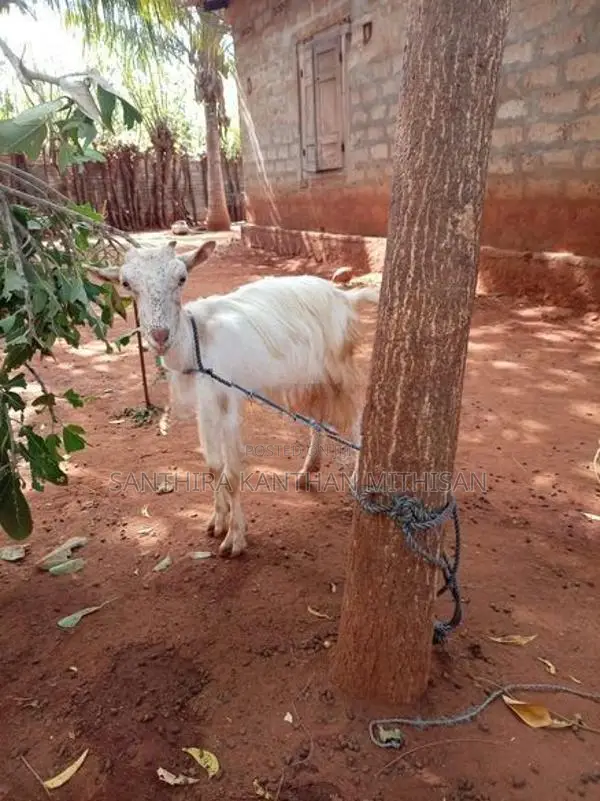 Farm Goat