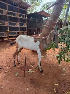 Farm Goat