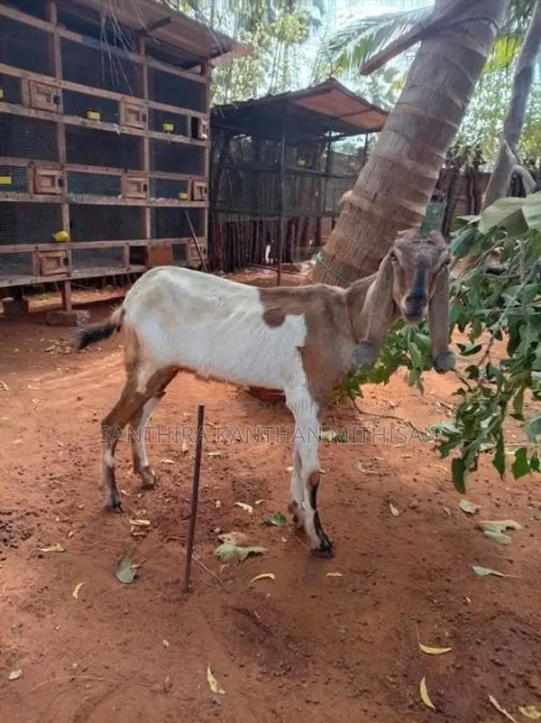 Farm Goat