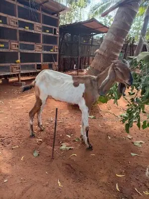 Farm Goat